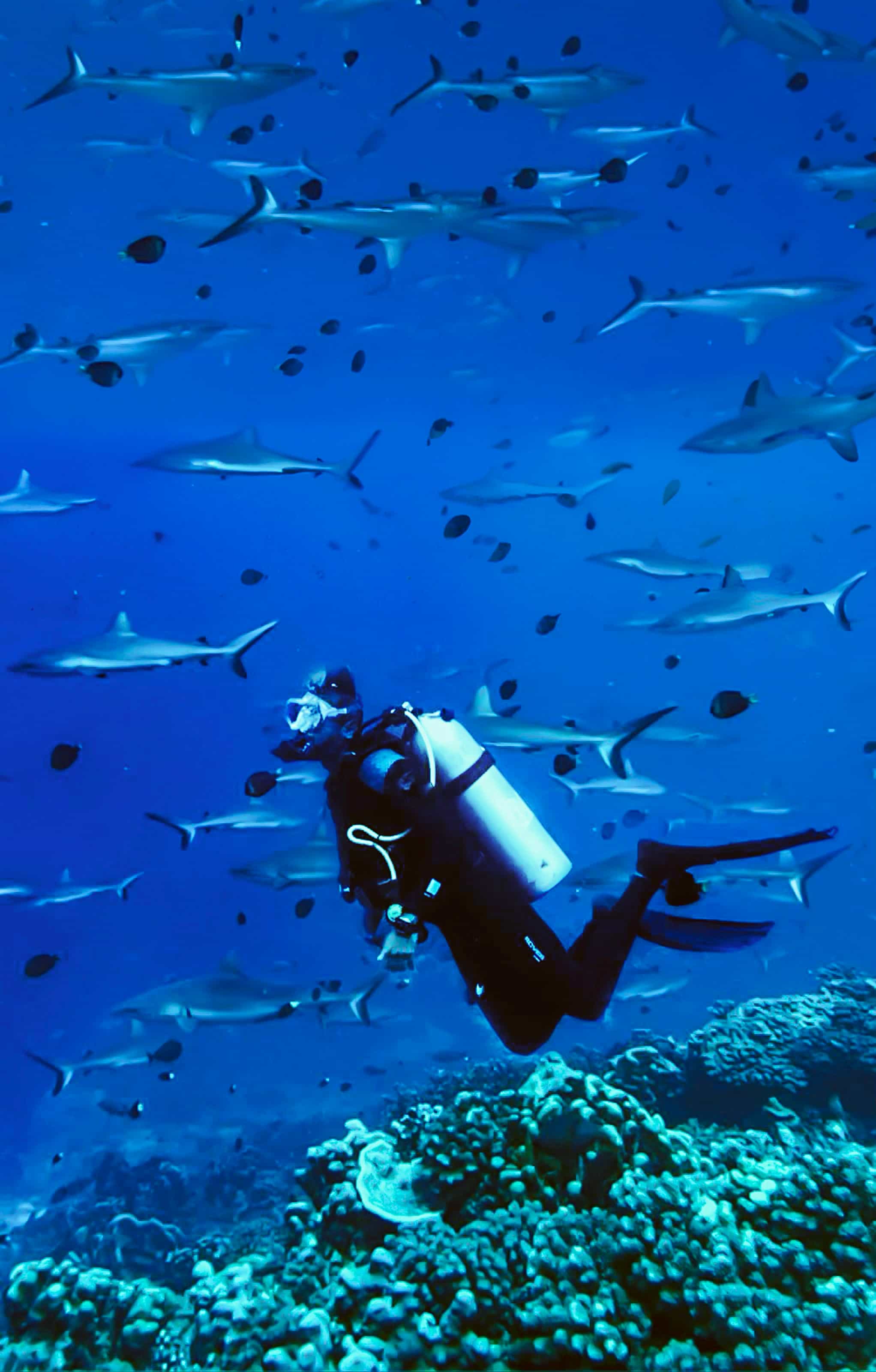Image of advisor scuba diving with many small sharks
