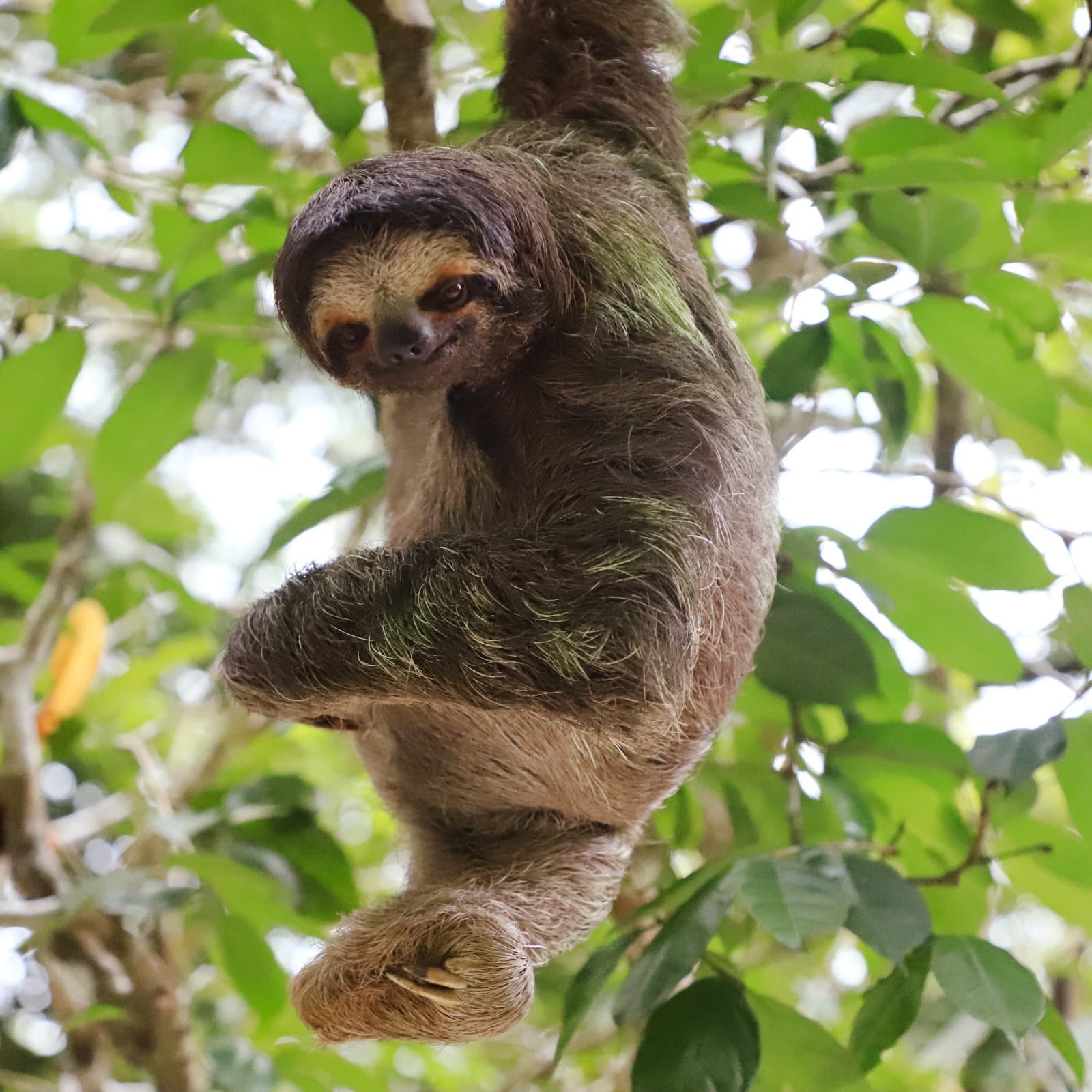 Sloth on a tree.