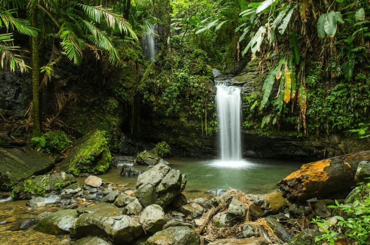 El Yunque National Forest.