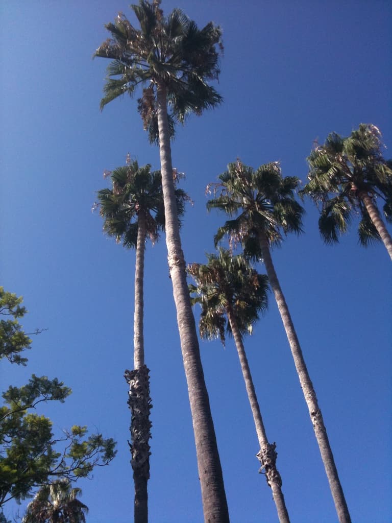 Palm trees in front of a blue sky, as seen from the Four Seasons Aviara.