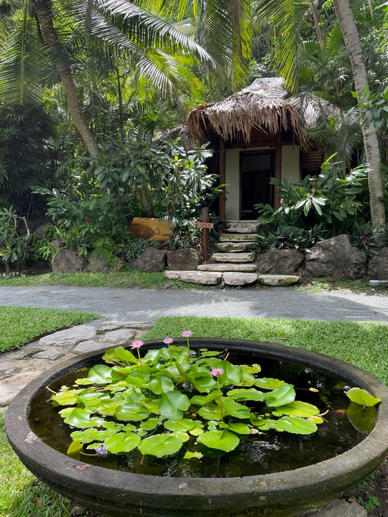 Plant in a pot