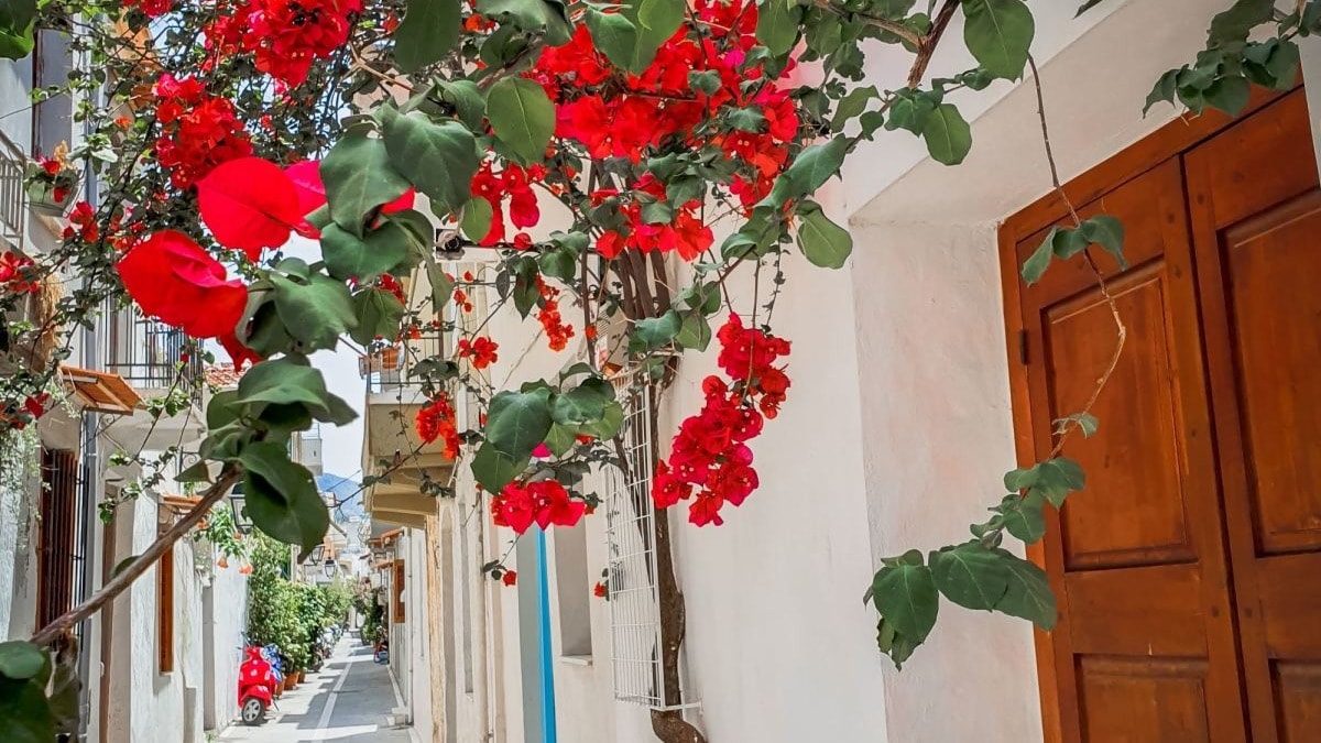Red flowers in narrow alleyway