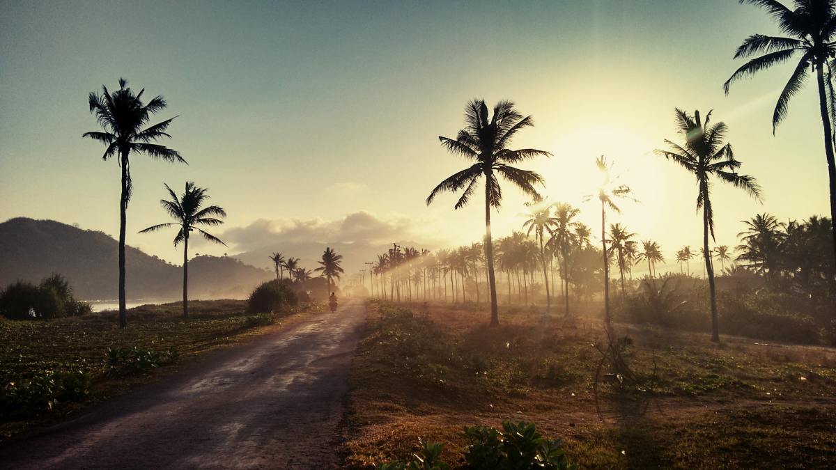 Sun rising through palm trees in Indonesia.
